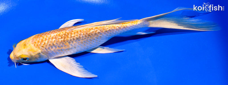 7.25" GINRIN HARIWAKE BUTTERFLY