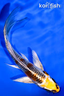 5.75" GINRIN KUJAKU BUTTERFLY