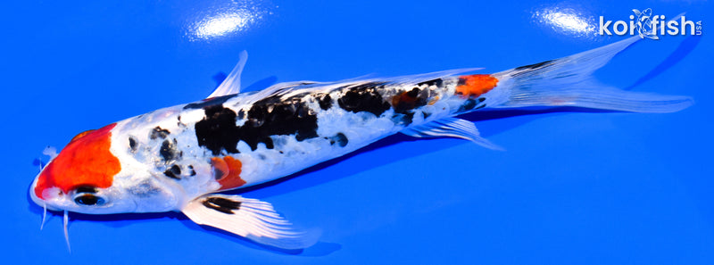 7" HEISEI NISHIKI BUTTERFLY