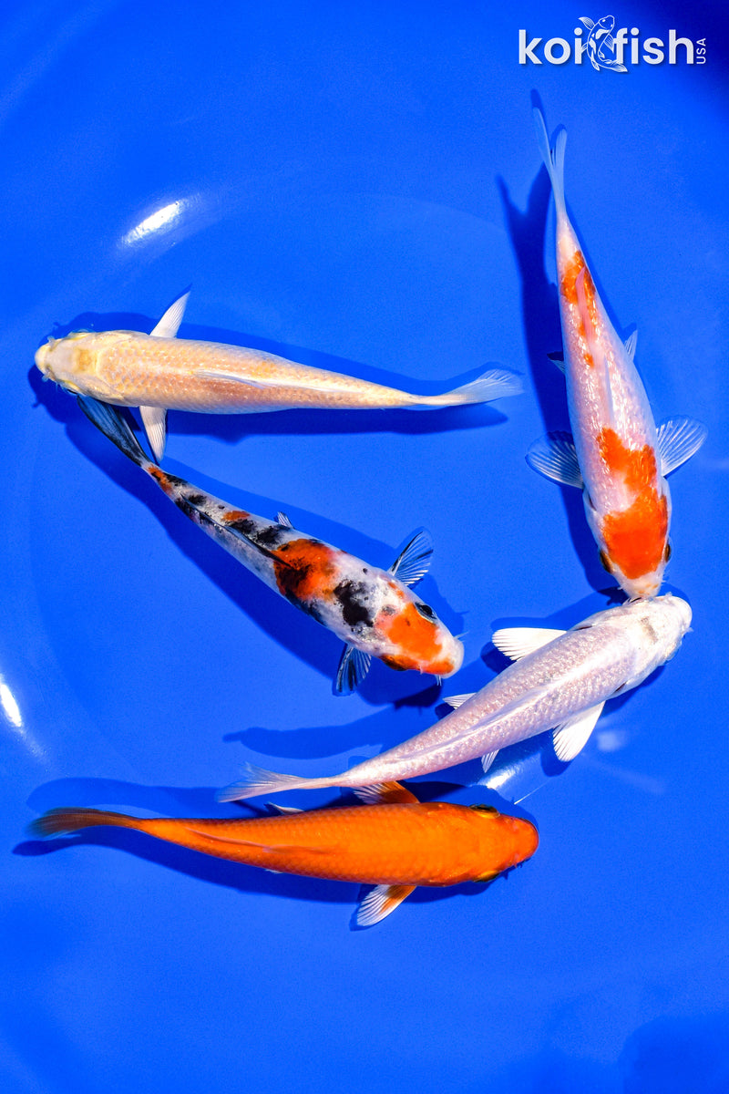 PACK OF (5) 4-5" STANDARD KOI