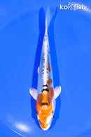 5.25" HEISEI NISHIKI