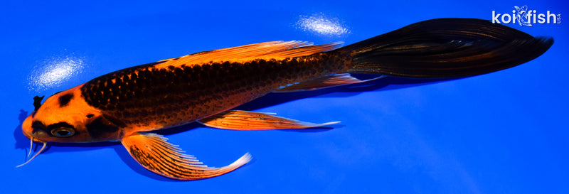 7.5" ORENJI MATSUBA BUTTERFLY