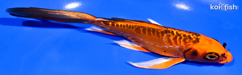 7" ARAGOKE ORENJI MATSUBA BUTTERFLY