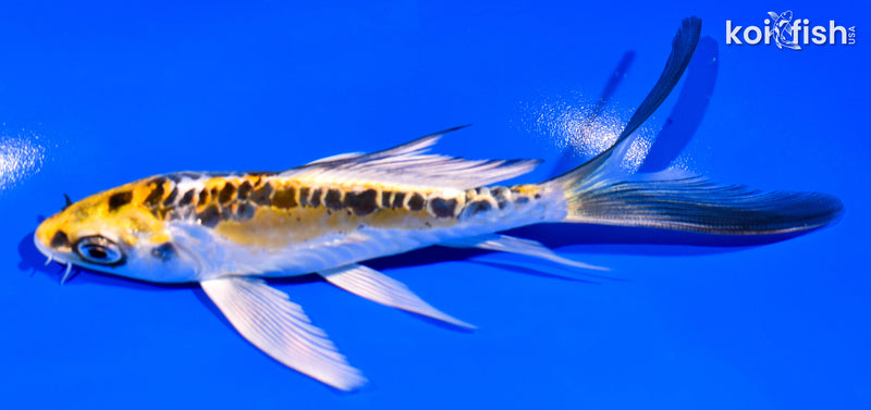 5.25" DOITSU KUJAKU BUTTERFLY