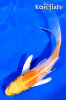 4.5" HARIWAKE BUTTERFLY