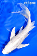 7.5" PLATINUM OGON BUTTERFLY