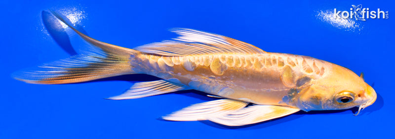 5.75" ARAGOKE YAMABUKI OGON BUTTERFLY