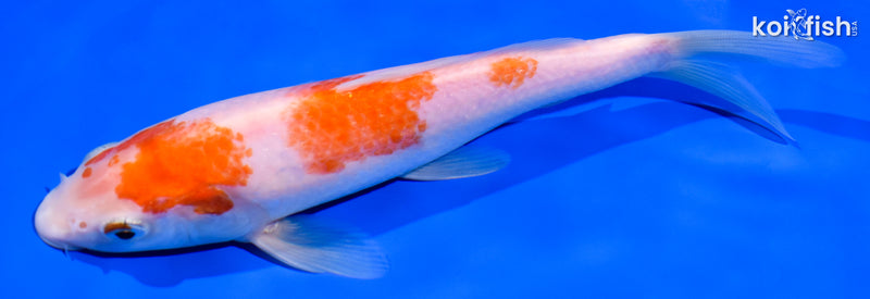 7.5" KOHAKU