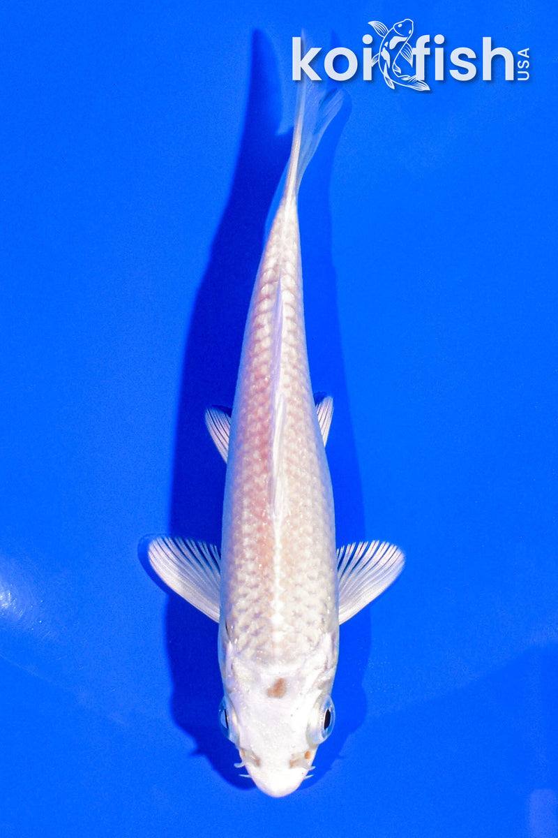 4.25" PLATINUM OGON