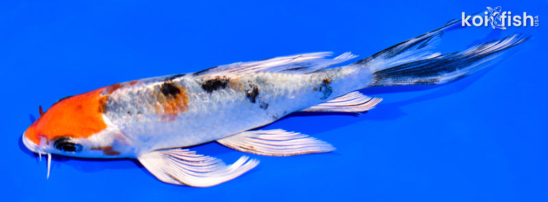 5.25" YAMATO NISHIKI BUTTERFLY