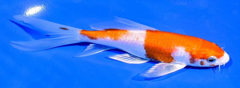 5.75" HARIWAKE BUTTERFLY