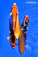 PACK OF (5) 3-4" MIXED STANDARD KOI