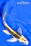 5.25" ARAGOKE KIN KIKOKURYU BUTTERFLY