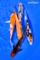 PACK OF (5) 3-4" STANDARD KOI