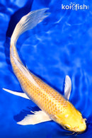 7.75" LEMON HARIWAKE BUTTERFLY