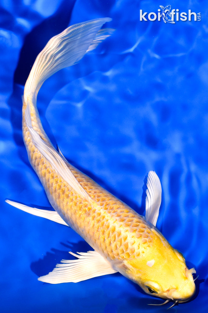 7.75" LEMON HARIWAKE BUTTERFLY