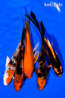 PACK OF (5) 5-6" BUTTERFLY KOI