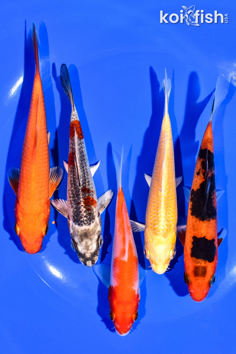 PACK OF (5) 4-5" STANDARD KOI