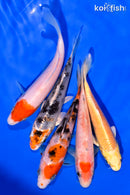 PACK OF (5) 3-4.5" STANDARD KOI
