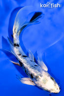 5.25" DOITSU GIN SHIRO BEKKO BUTTERFLY