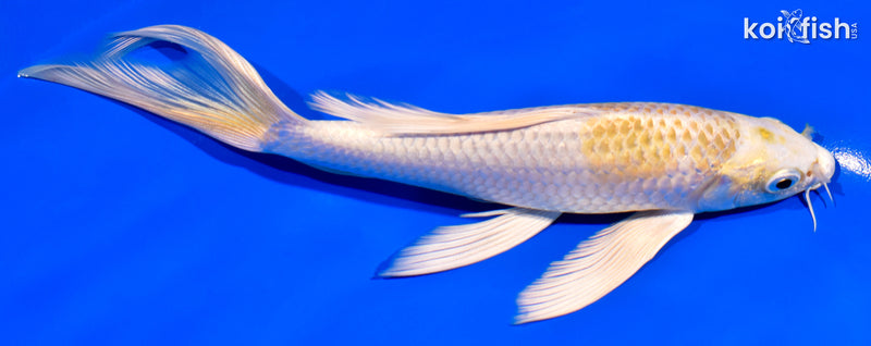 7.5" LEMON HARIWAKE BUTTERFLY