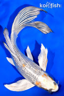 6.75" GINRIN KUJAKU BUTTERFLY