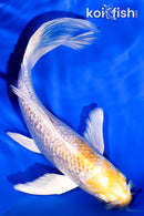 6.25" GINRIN LEMON HARIWAKE BUTTERFLY