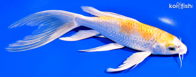 7.75" HARIWAKE BUTTERFLY