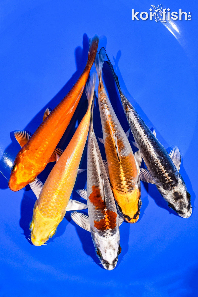 PACK OF (5) 4-5" STANDARD KOI