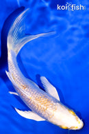 5.5" GINRIN LEMON HARIWAKE BUTTERFLY