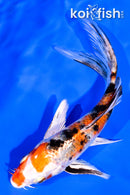 5" YAMATO NISHIKI BUTTERFLY