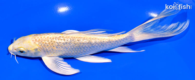 7.5" GINRIN YAMABUKI OGON BUTTERFLY
