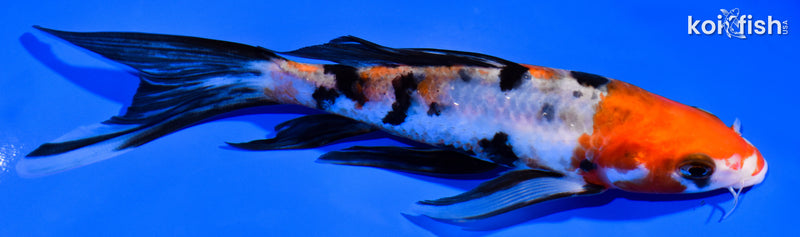 6.5" SANKE BUTTERFLY