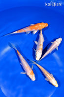 PACK OF (5) 4-4.5" STANDARD KOI