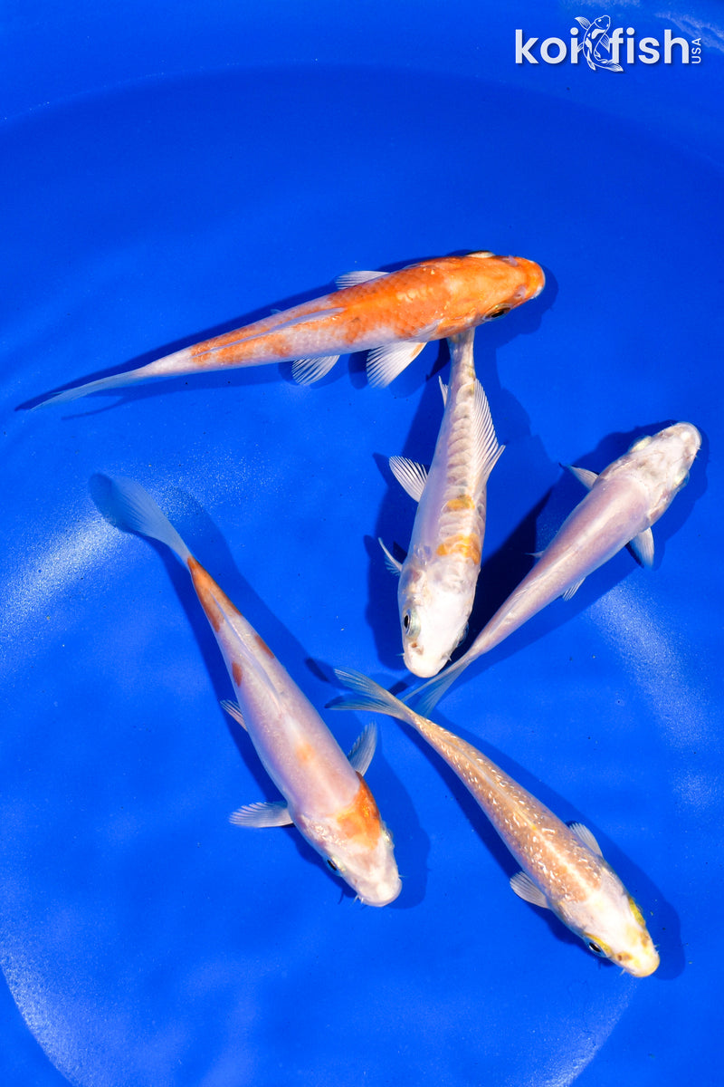 PACK OF (5) 4-4.5" STANDARD KOI