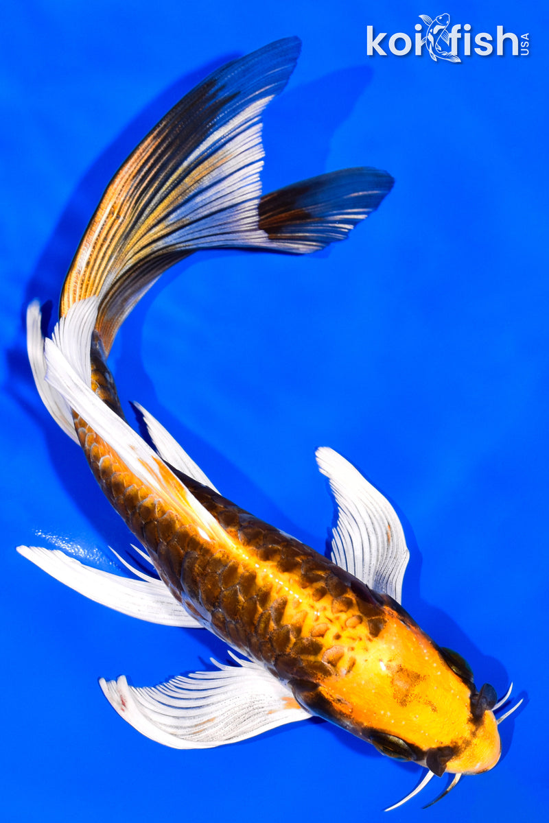7.75" KIN KIKOKURYU BUTTERFLY