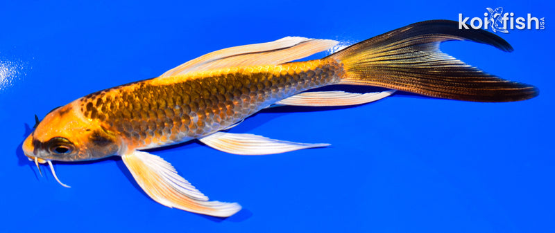 5.75" ORENJI MATSUBA BUTTERFLY