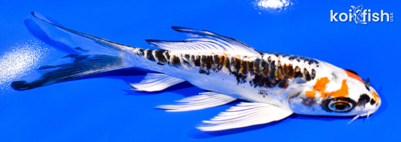 5" BENI KIKOKURYU BUTTERFLY