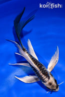 5" ARAGOKE BENI KIKOKURYU BUTTERFLY