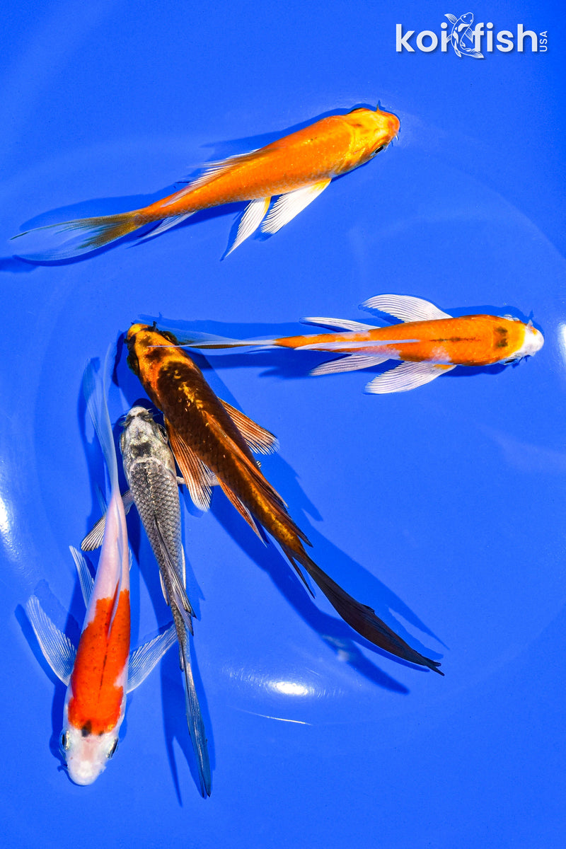 PACK OF (5) 4-5" BUTTERFLY KOI