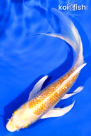 6.25" GINRIN HARIWAKE BUTTERFLY