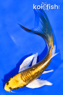 5.25" GINRIN KI MATSUBA BUTTERFLY