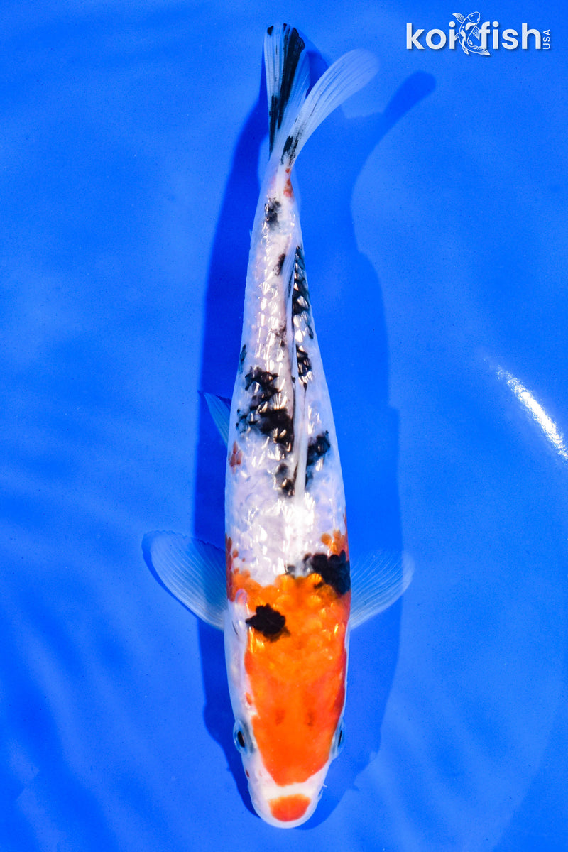 7" GINRIN SANKE