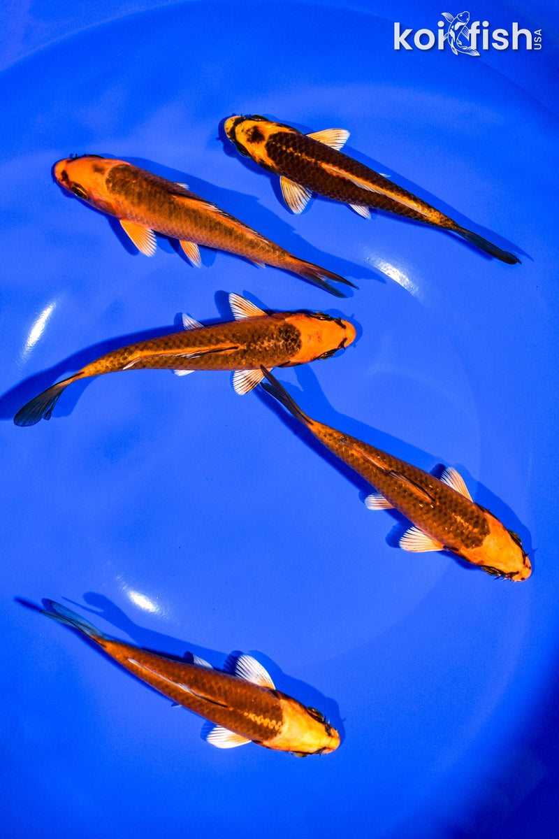 PACK OF (5) 4-5" STANDARD KOI