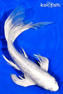 12" GINRIN PLATINUM OGON BUTTERFLY