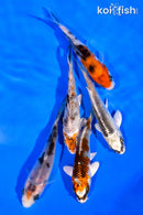 PACK OF (5) 3-4" MIXED STANDARD KOI