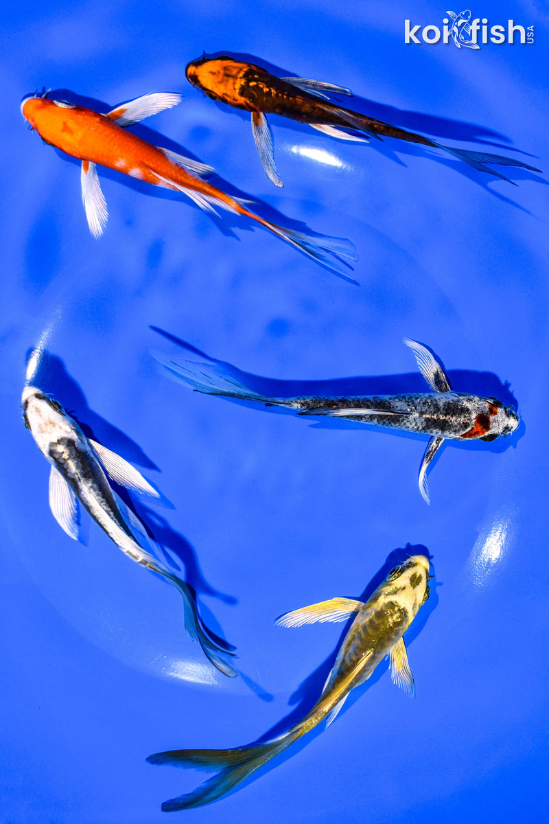 PACK OF (5) 3-4" BUTTERFLY KOI