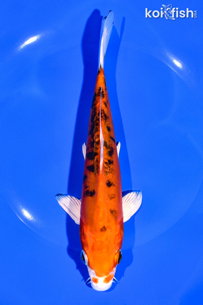 7.5" HEISEI NISHIKI