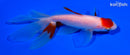 5" MARUTEN WATONAI GOLDFISH