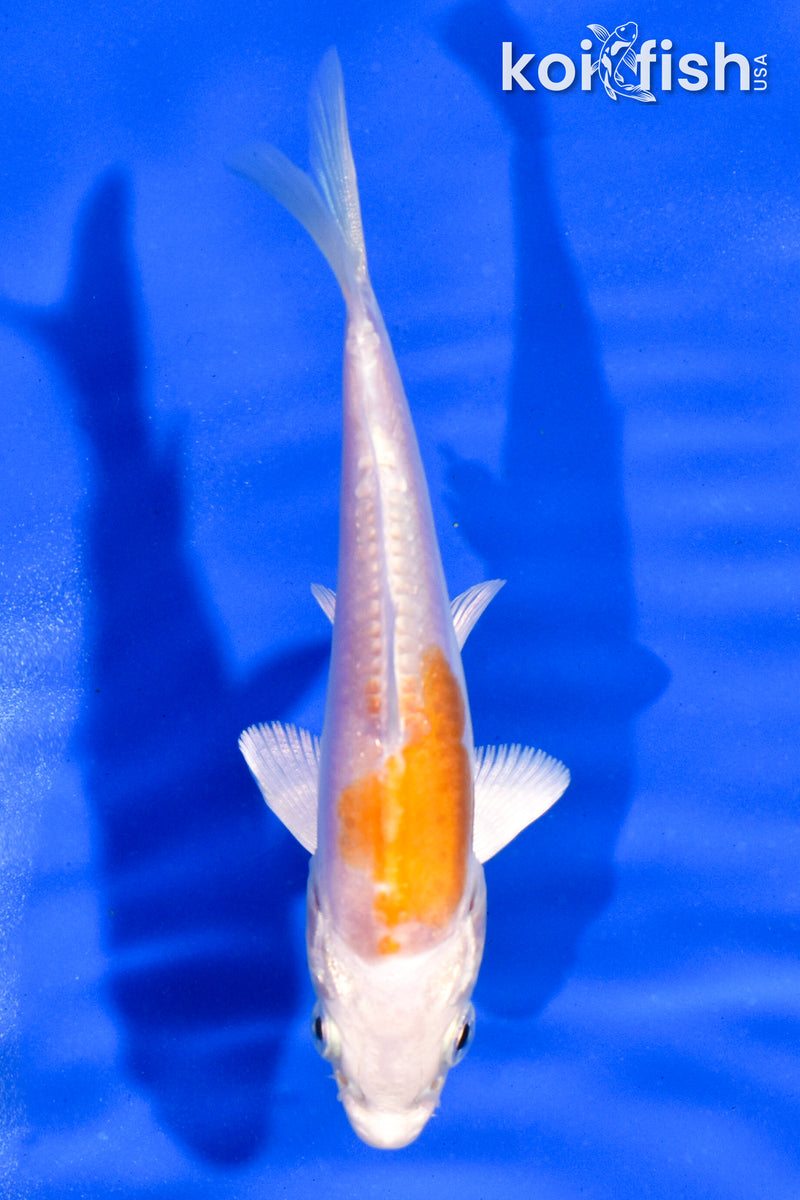 4" KIKUSUI